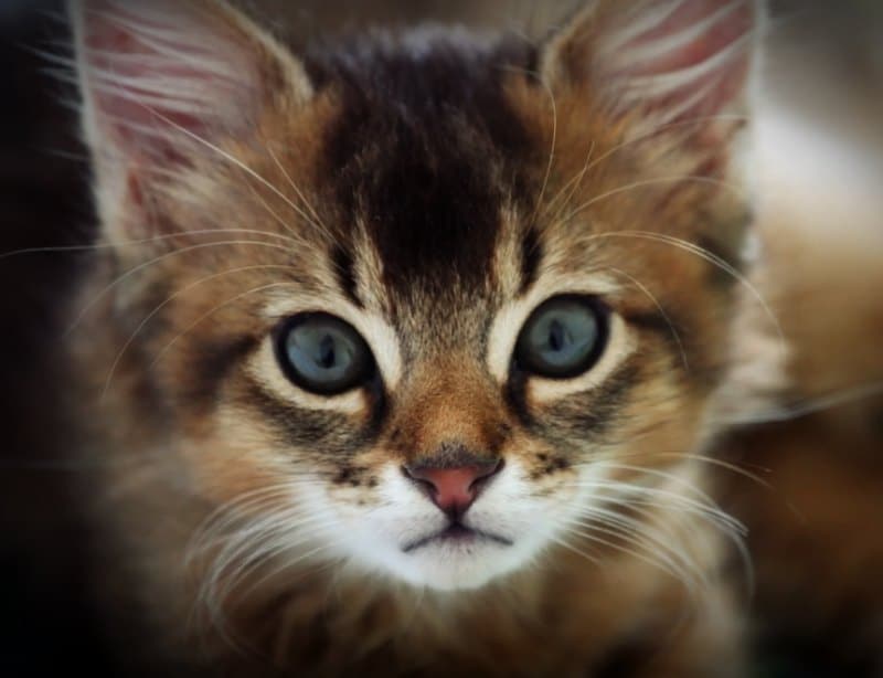 chaton 4