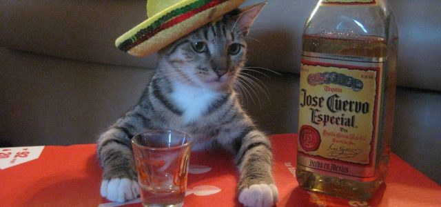L’effet tequila, c’est quoi ?