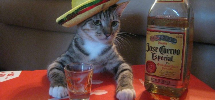 L’effet tequila, c’est quoi ?