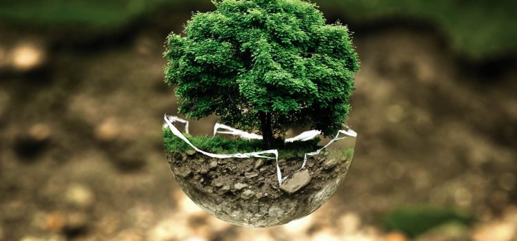 Quiz – Vocabulario del medio ambiente