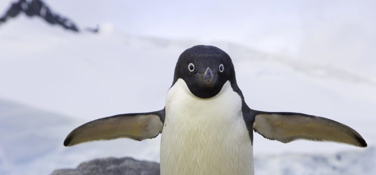L’Arctique nucléaire, un danger imminent