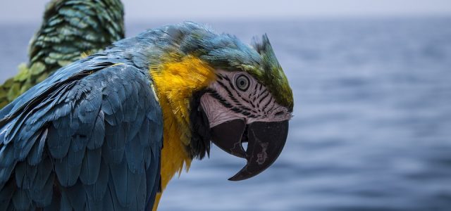 Les Pirates des Caraïbes, bien réels