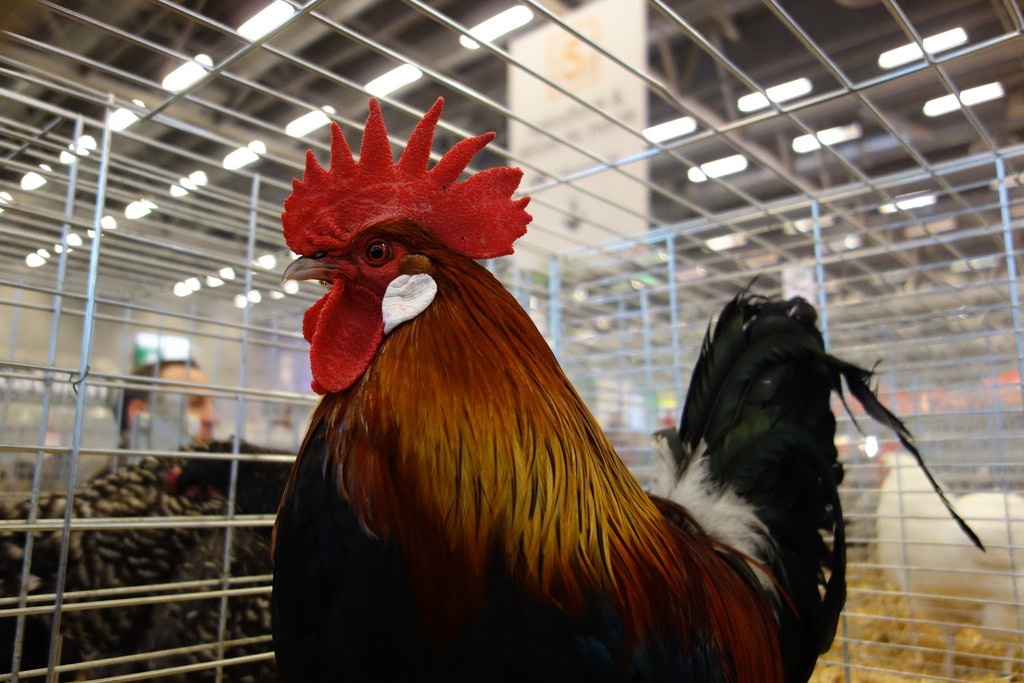 Quelle promesse n'a pas été reformulée par Emmanuel Macron à l'occasion du Salon de l'Agriculture ?  