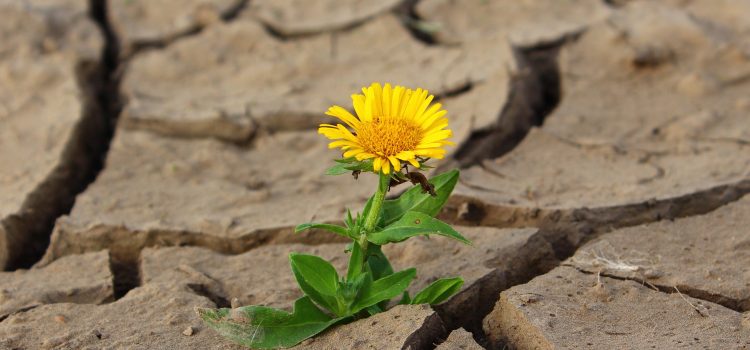 Économie – Effet papillon : les maladies du passé à l’origine des écarts de développement présents