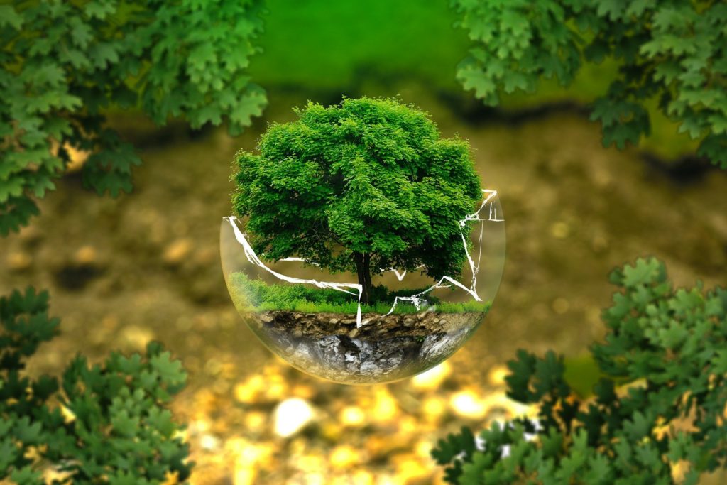 arbre