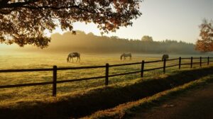Trois chevaux broutent paisiblement dans un champ brumeux au lever du soleil, derrière une clôture en bois traditionnelle, sur les terres d'un ranch en Amérique.