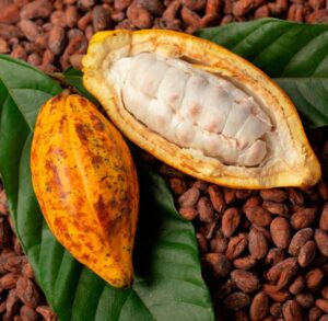 cacao