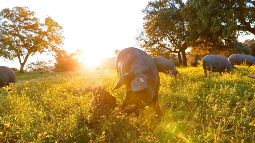 Porcs ibériques pâturant dans une dehesa au coucher du soleil, symbole de l'agriculture espagnole