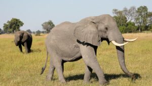 Deux éléphants africains dans la savane, illustration animalière de la courbe de l'éléphant de Milanovic