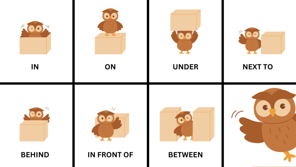 Illustrations de hiboux montrant les positions in, on, under, behind, pour apprendre les prépositions en anglais