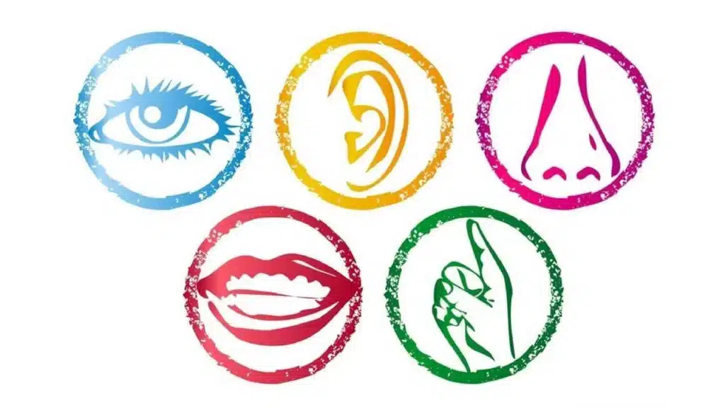 Icônes colorées des cinq sens, illustration du vocabulaire des cinq sens en anglais